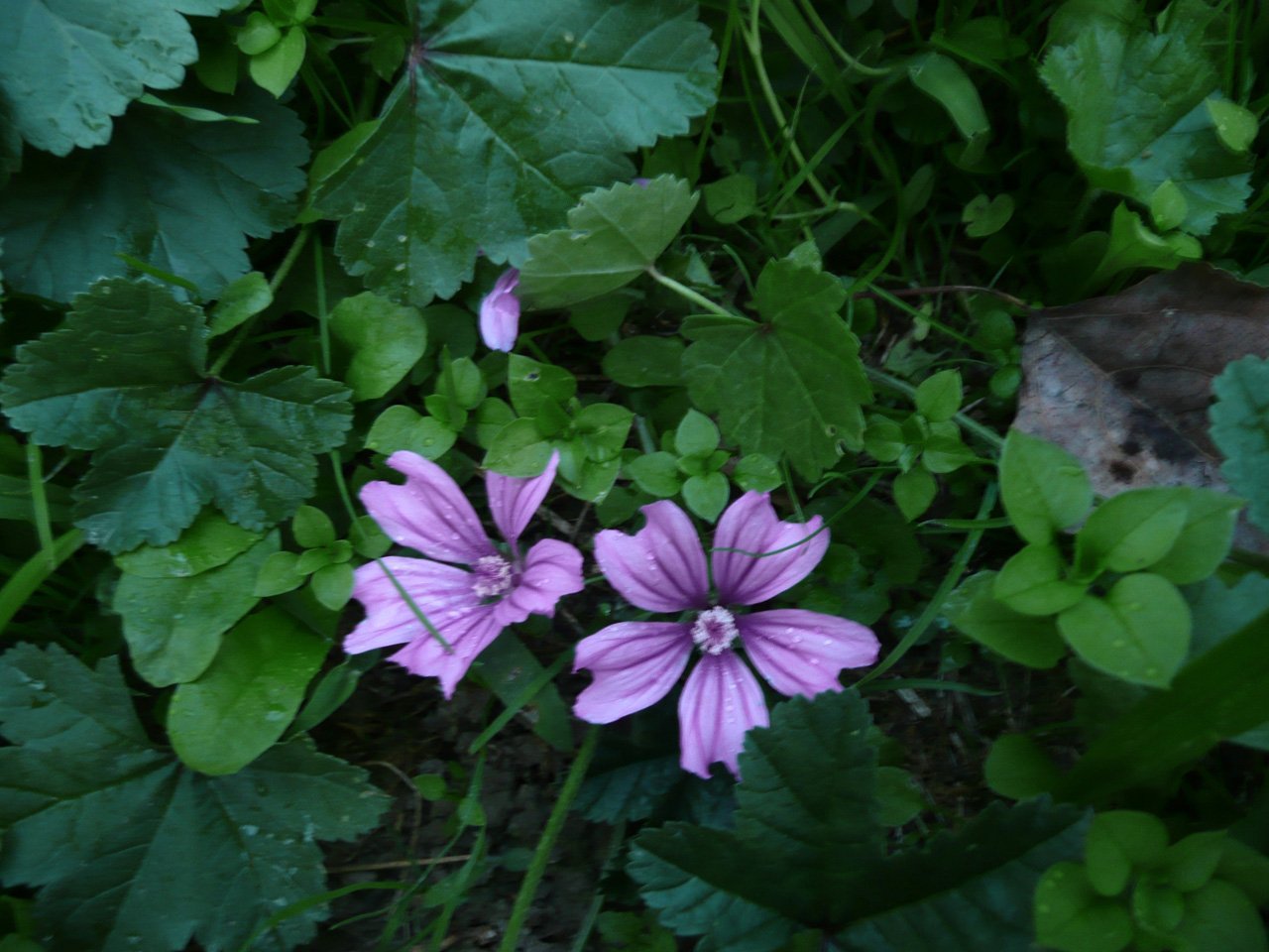 MALVA