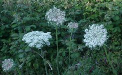 CAROTA SELVATICA